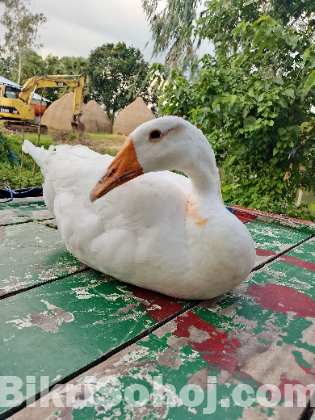 রাজহাঁস অল্প মূল্য নিতে চাইলে যোগাযোগ করুন